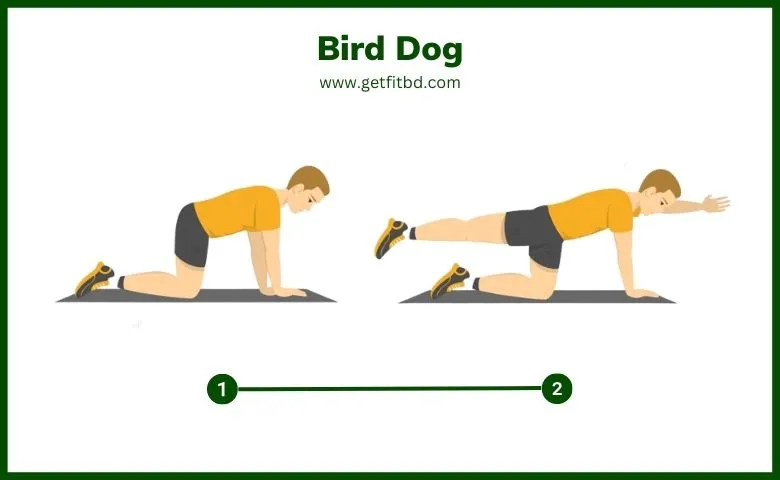 Bird Dog Exercise