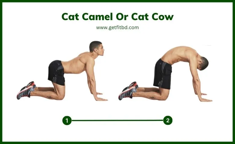 Cat Camel Exercise